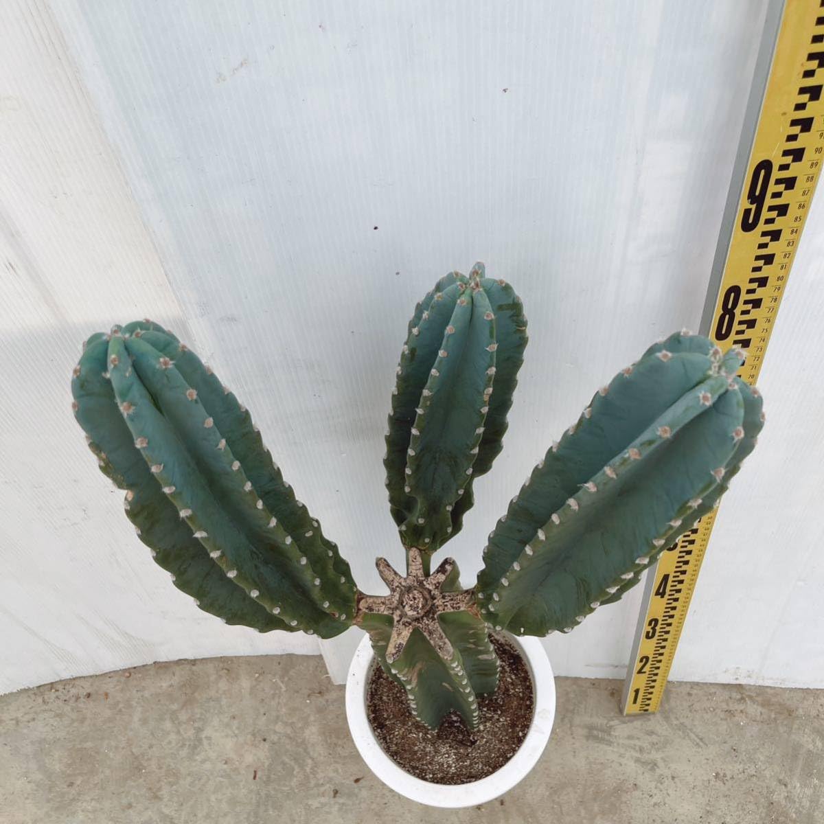 Amazon.co.jp: 多肉植物 柱サボテン ブランチ 8号 大型大株 02 : DIY