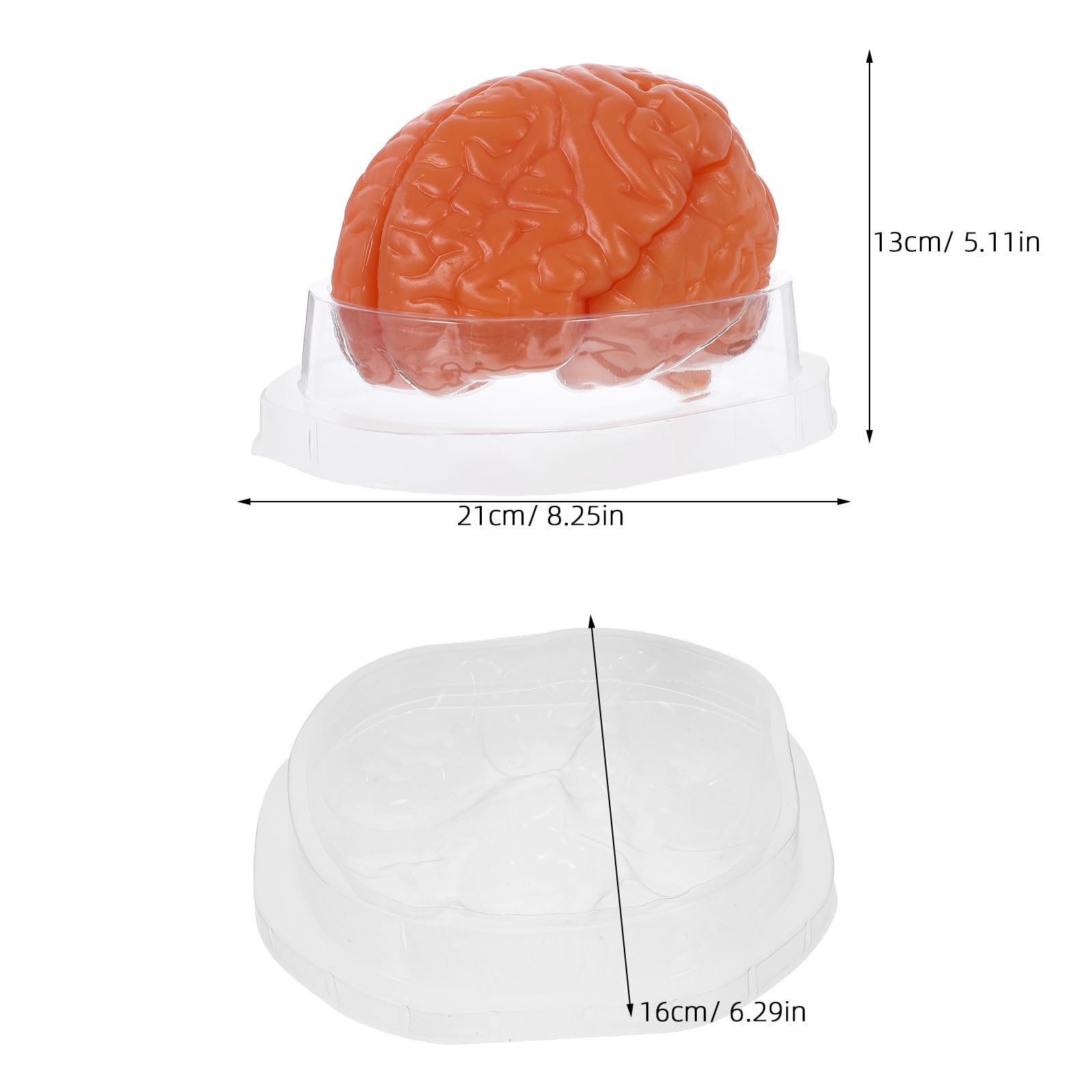 Modelo Anatómico del Cerebro de 3 Partes en Pvc Café | Sección Detallada, Réplica Anatómica Precisa, para Laboratorios de Ciencia y Exposición Educativa en Biología