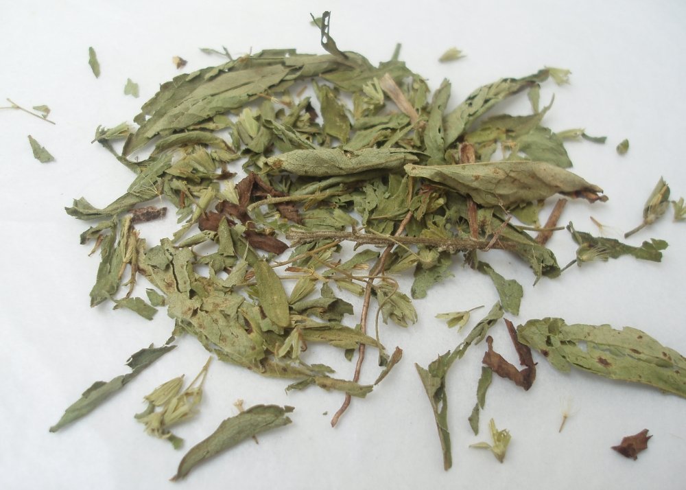SAFLAX - Stevia - 100 semi - Con substrato - Stevia rebaudiana