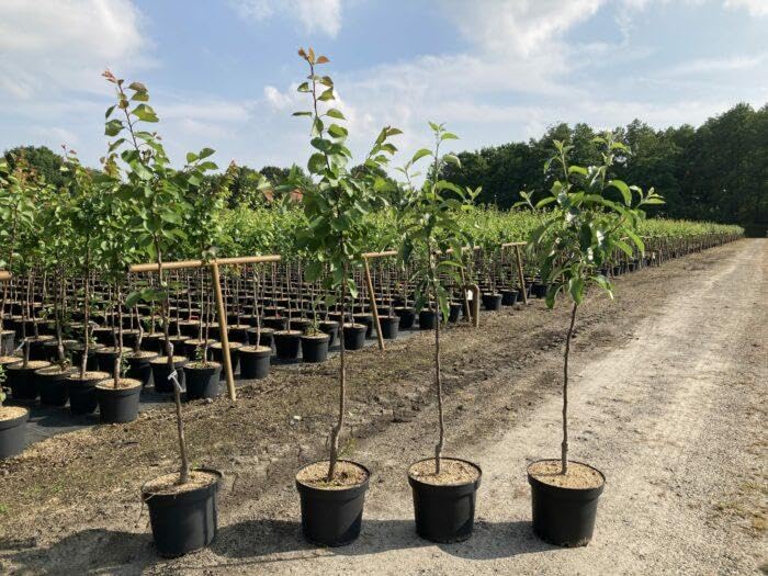 1 Aprikosenbaum ‘Nancy 120-150cm im großem Topf Obstbaum Aprikosen Obst Busch Prunus armeniaca reichtragende Premiumsorte – pflegeleicht & widerstandsfähig
