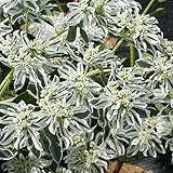 Outsidepride Snow On The Mountain Euphorbia Seeds for Planting - 500 Pcs Annual, Easy to Grow, Drought-Tolerant Flower Seeds with White & Green Bracts for Floral Arrangements & Bouquets