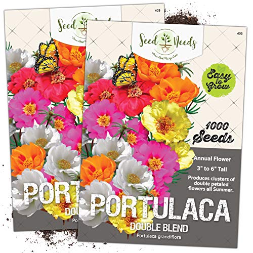 Seed Needs, Portulaca "Double Mix" (Moss Rose) Twin Pack of 1,000 Seeds Each