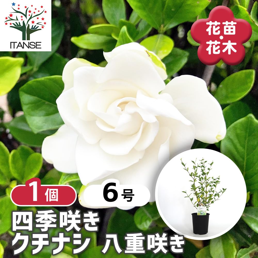 Amazon.co.jp: ITANSE 八重咲きクチナシ ガーデニア 6号 1個売り