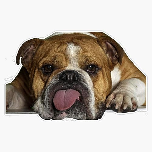 Bulldog - Calcomanía de vinilo impermeable para coche, laptop, pared, ventana, 5 pulgadas