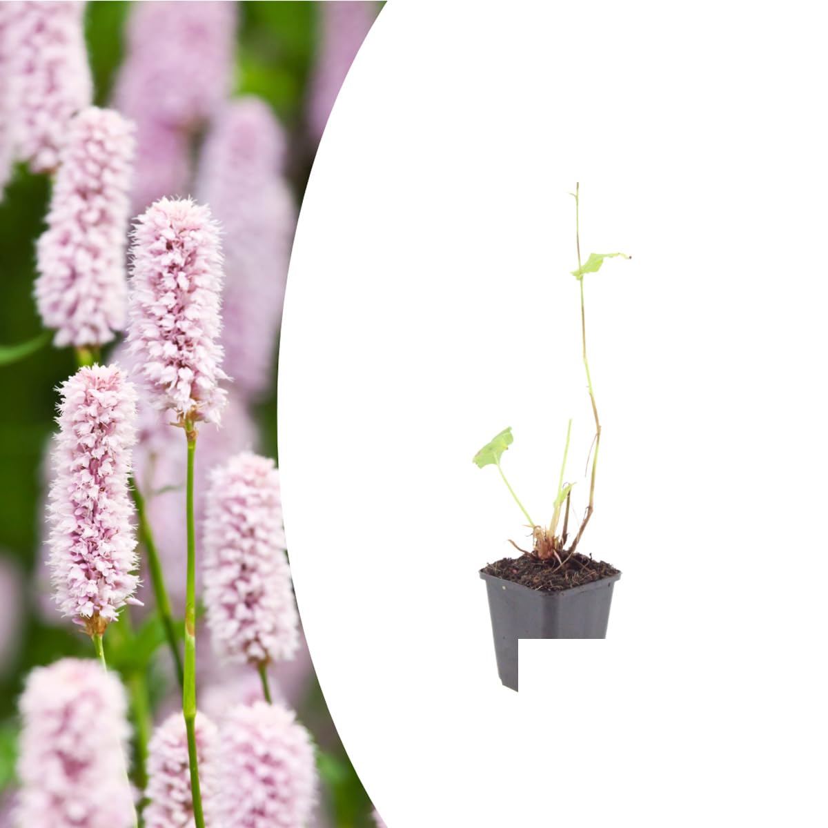 Persicaria bistorta | 24 sztuki - 10-25cm - Ø9cm - Roślina ogrodowa