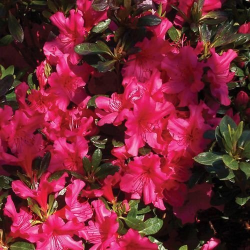 CSNCH Fitri Store 50 Seeds - Rhododendron Rose Azalea Bush Seeds (Rhododendron Ferrugineum)