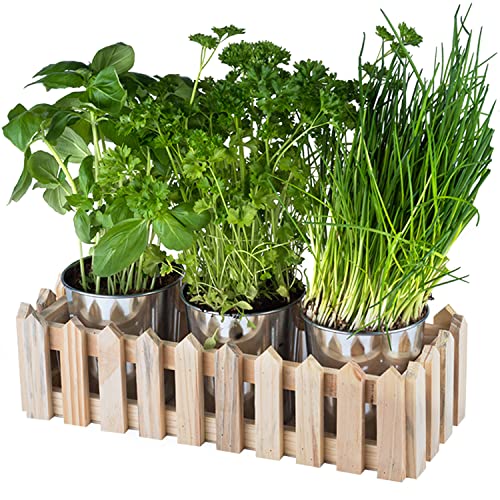 Set Di 3 Vasi per Erbe Aromatiche - Vaso Autoinnaffiante per Erbe Da