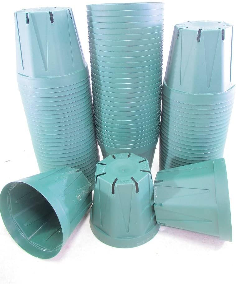 カクレミノ 樹高1.8～2.0m前後 (根鉢含まず) カクレミノ 7本株立ち 約