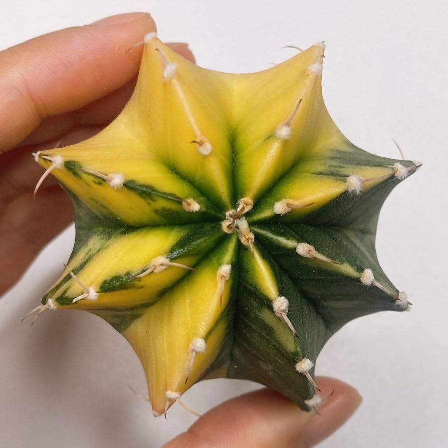 さぼてん様 楽天市場】サボテン 兜錦 3号 プラ鉢 さぼてん アストロフィツム