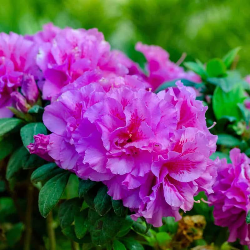 Purple Reblooming Azalea 4 Inch Pot