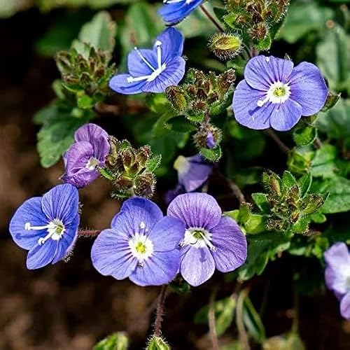 500+ Creeping Speedwell Seeds for Lawn - Evergreen Perennial Veronica Repens Seeds Ground Cover Edging Rock Garden