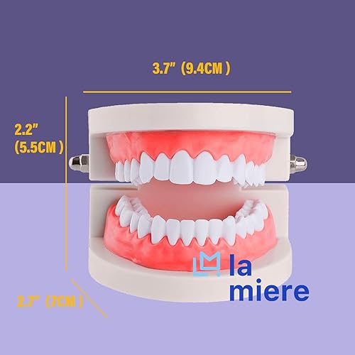 Miniatura 3 de LA MIERE Paquete de 1 modelo de dientes estándar para adultos, modelo de dentadura de demostración de Typodont estándar para niños, enseñanza