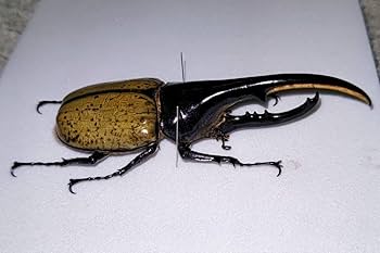 ヘラクレスオオカブト標本 (大型個体) 世界最大級のヘラクレスオオカブト標本を体感せよ