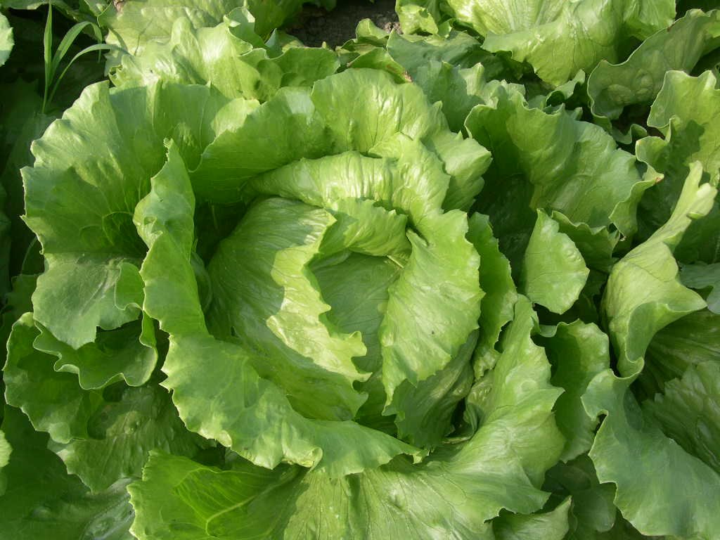 See full amazon price history chart for Go Green Aluminum Lettuce Salad Iceberg Seeds (Multicolor, Pack of 100) Go Green Aluminum Lettuce Salad Iceberg Seeds (Multicolor, Pack of 100) (B014V1G9J4) Amazon Price History, Amazon Price Tracker
