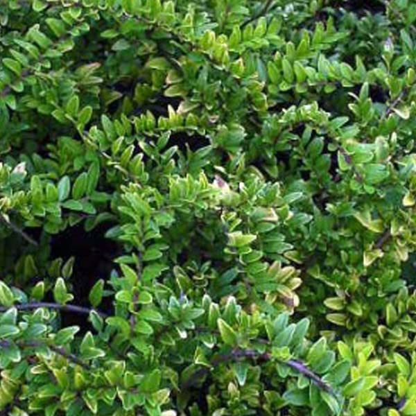 philodendron polypodioides tortum 2" Philodendron 'Tortum'
