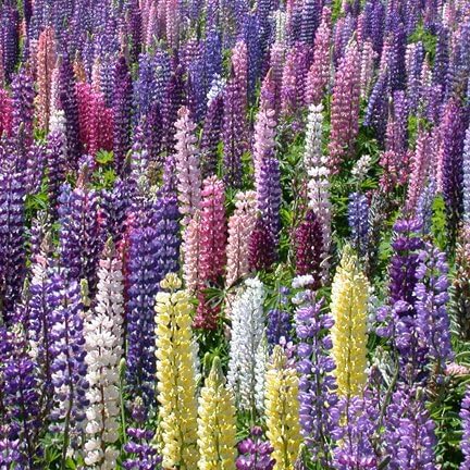 Miniatura 3 de Mezcla de cepa Lupine Russell Nice Garden Flower de Seed Kingdom 50 Seeds