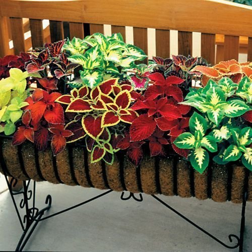 See full amazon price history chart for OhhSome Flower Seeds Ornamental Plants Seeds - Coleus Wizard Velvet Garden Balcony 20 Seeds Kitchen Garden Seeds Pack - Eco" OhhSome Flower Seeds Ornamental Plants Seeds - Coleus Wizard Velvet Garden Balcony 20 Seeds Kitchen Garden Seeds Pack - Eco" (B07YP816W9) Amazon Price History, Amazon Price Tracker