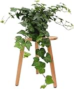 American Plant Exchange English Ivy – Live 6-Inch Potted Trailing Vine, Low-Maintenance Air-Purifying Houseplant for Hanging Baskets, Shelves & Indoor Home or Office Décor