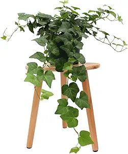 American Plant Exchange English Ivy – Live 6-Inch Potted Trailing Vine, Low-Maintenance Air-Purif...