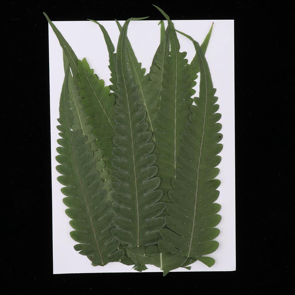 CALANDIS™ 12Pcs Natural Real Dried Fern Leaves Pressed DIY Phone Case Decor Bookmarks | Dried Flowers | Dried Botanicals & Potpourri | Floral Crafts | Home Arts & Crafts-image-49