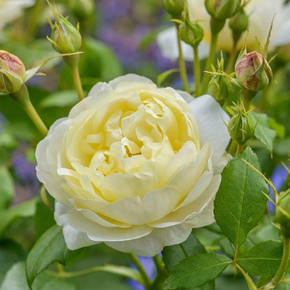 Heirloom Roses Rose Bush - Vanessa Bell David Austin Yellow Rose for Outdoor Gardening