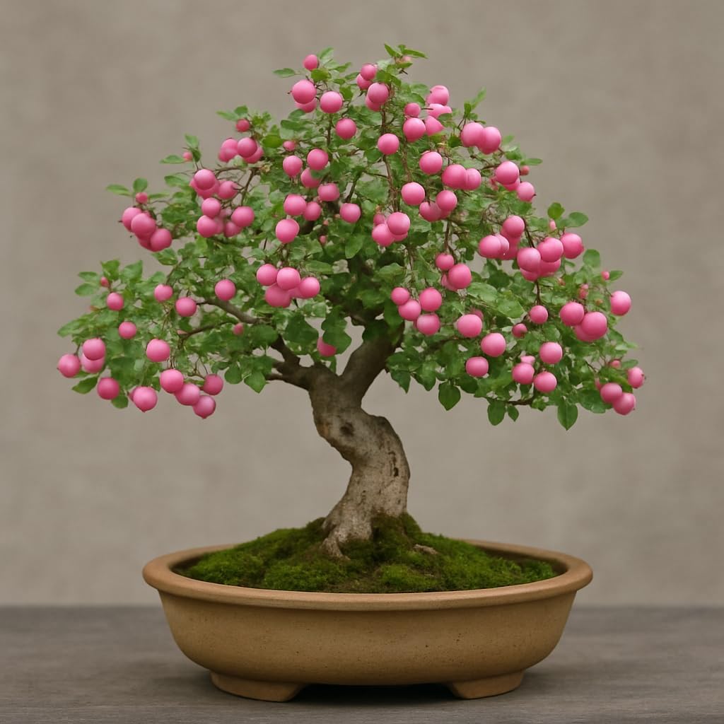 Coralberry Bonsai Tree Seedling for Planting - 1 Year Old Well Rooted Seedling - Indian Currant (1 Seedling)