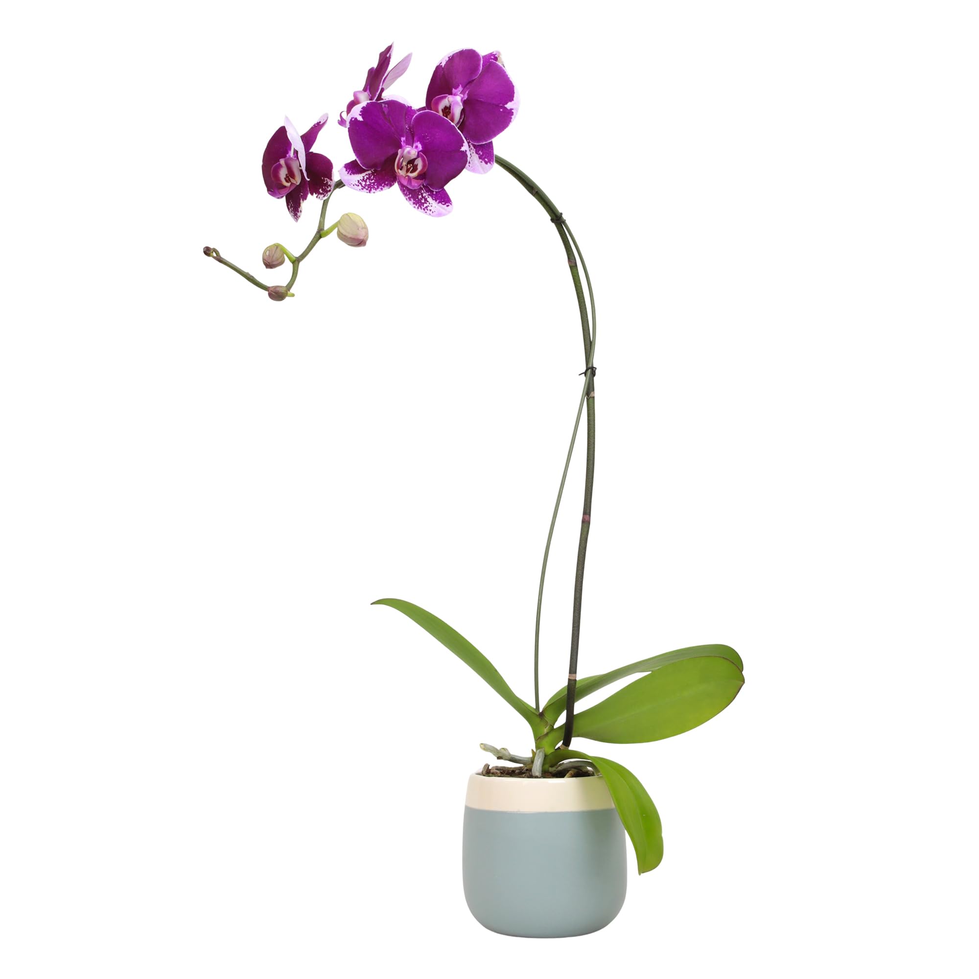 Large Purple Live Orchids Blooming in 5" Blue &amp; White Orchid Pot, Pet Friendly Live Plant Gifts for Plant Lovers, Approx. 22"+ Tall, Real Houseplants, Phalaenopsis Moth Flowers by Plants for Pets