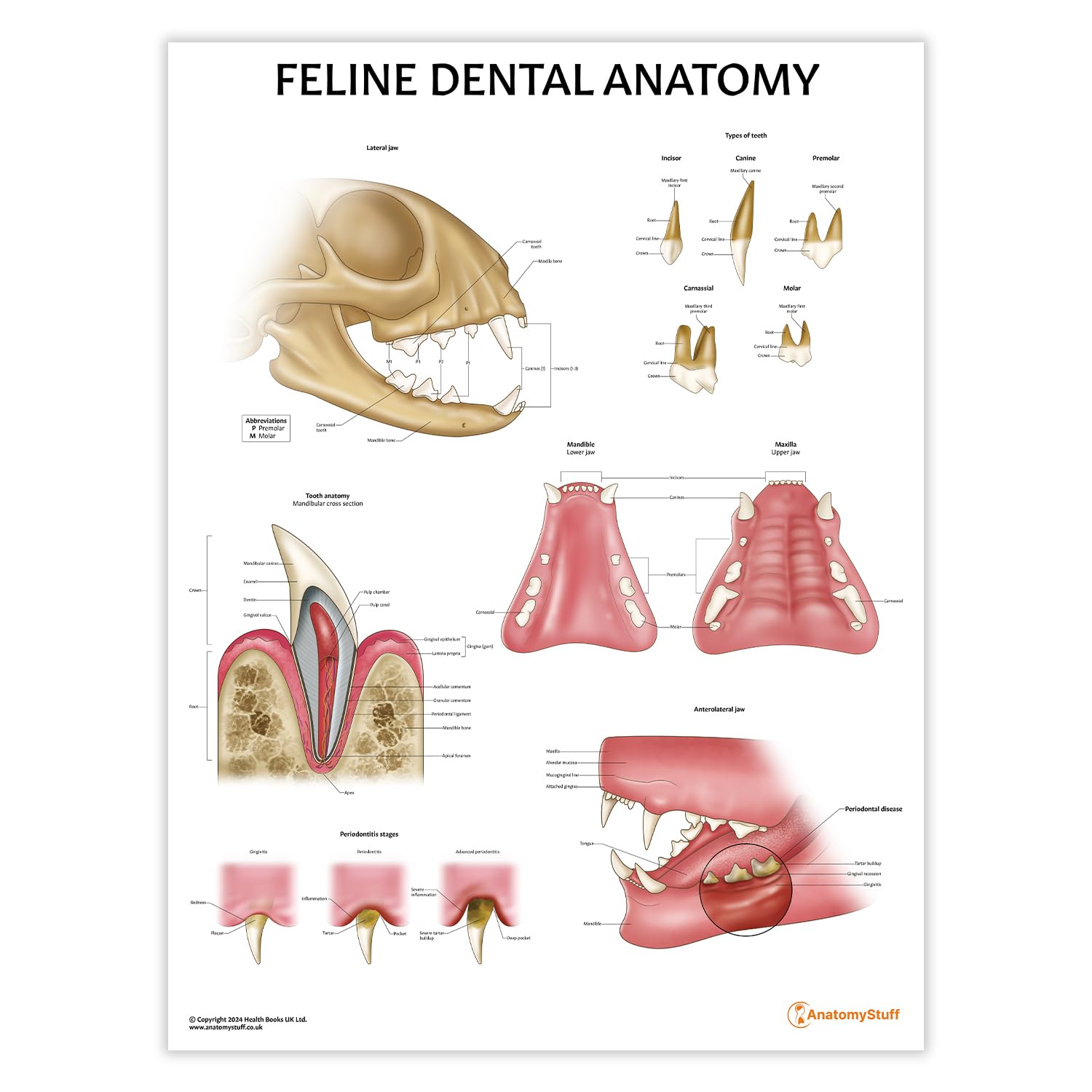 Anatomy Stuff Feline Dental Anatomy Anatomystuff Poster/Chart, 45X60 Cm, 18X24 Inches, Cat Dental Care, Cat Dentistry Teaching Tool