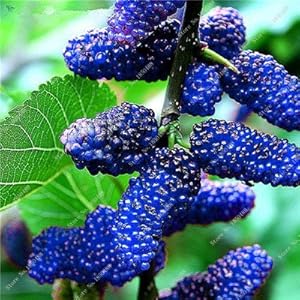 Bonsai Lampone Mulberry Seed Black Berry Blackberry perenne Albero delle piante succulente Delicious Fruit Best per il bambino 400 Pz 5