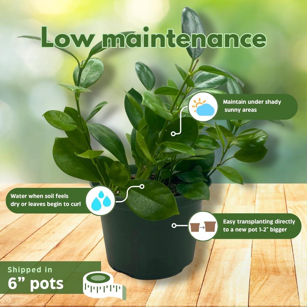 BubbleBlooms Hoya Assortment 6 inch Pots Set of 3