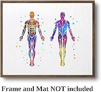 Vista 3 de Dignovel Studios 8 x 10 sin marco sistema muscular anatomía cuerpo humano acuarela arte impresión cartel inauguración de la casa pared giclée
