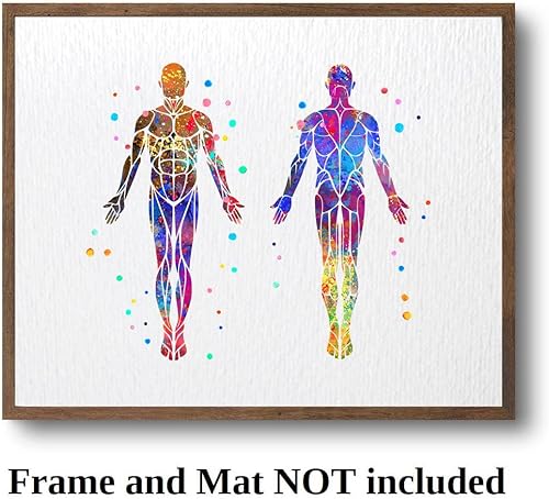 Miniatura 4 de Dignovel Studios 8 x 10 sin marco sistema muscular anatomía cuerpo humano acuarela arte impresión cartel inauguración de la casa pared giclée