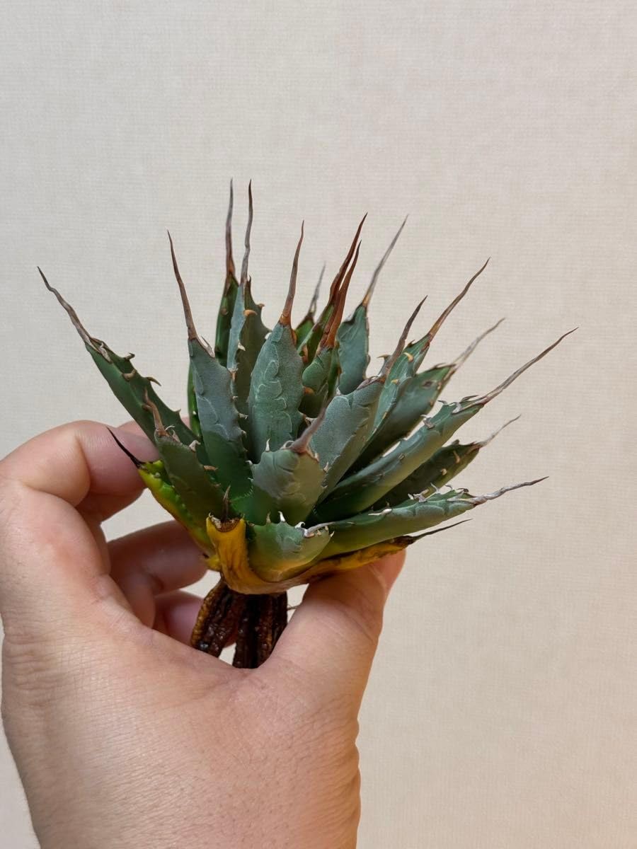 M*l様 多肉植物・アガベ 【妖帝】 エボリスピナX帝君の交雑種・ブツブツ　超特 K*o様 多肉植物・アガベ 【妖帝】 エボリスピナX帝君の交雑種