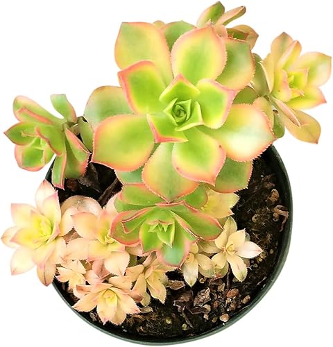 Miniatura 5 de Aeonium Kiwi de 4 pulgadas  Colección colorida prémium de plantas suculentas Aeonium vivas  Rosetas saludables suculentas totalmente arraigadas en