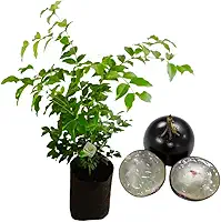 Muda De Jabuticaba Hibrida Ideal Para Vaso