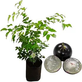 Muda De Jabuticaba Hibrida Ideal Para Vaso