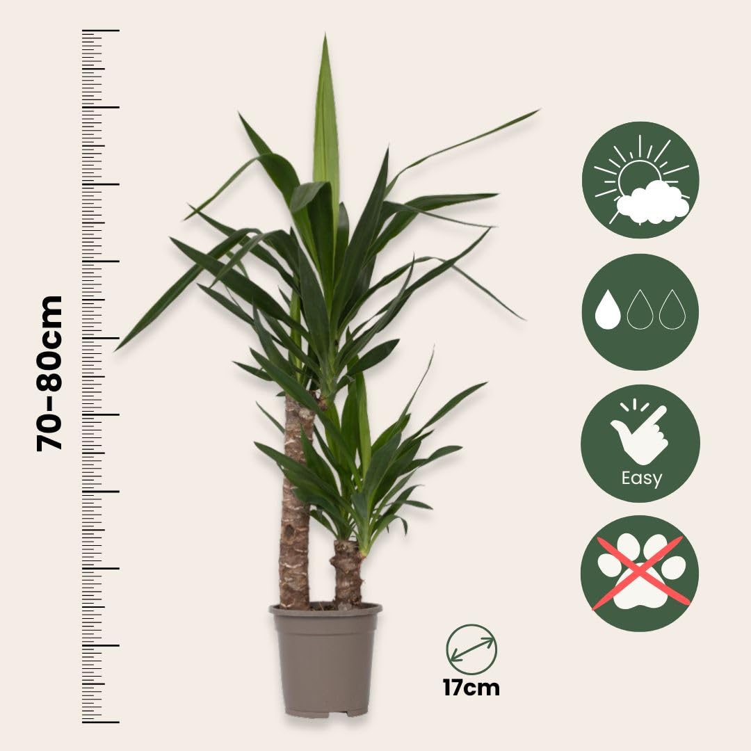 Plant in a Box - Yucca Éléphantipes - Plante d'intérieur - Pied d'éléphant - Pot 17cm - Hauteur 70-80cm
