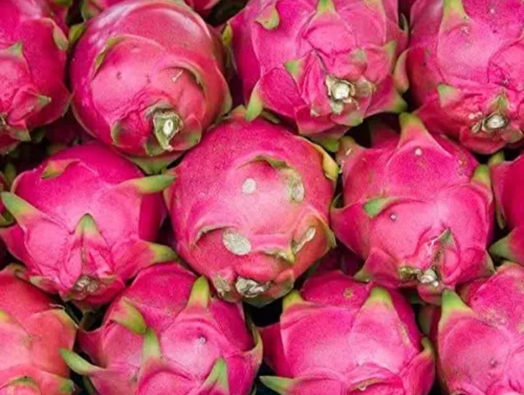 Nectar Garden Indonesian Royal Red Dragon Fruit Plant-Rooted Live Plant.