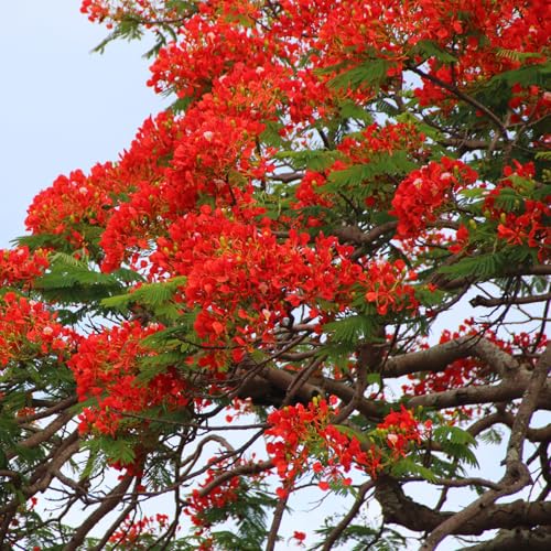 Red Royal Poinciana Tree Live Plant 2–3 Ft Tall, 1 Gallon Potted, Hardy Flamboyant Flowering Tree Plant Live, No Ship to CA