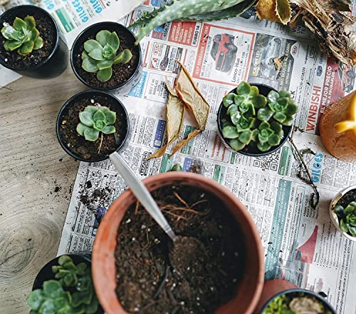 Shop Succulents | Unique Collection | Assortment Of Hand Selected, Fully Rooted Live Indoor Succulent Plants, 20-Pack C #TOP6