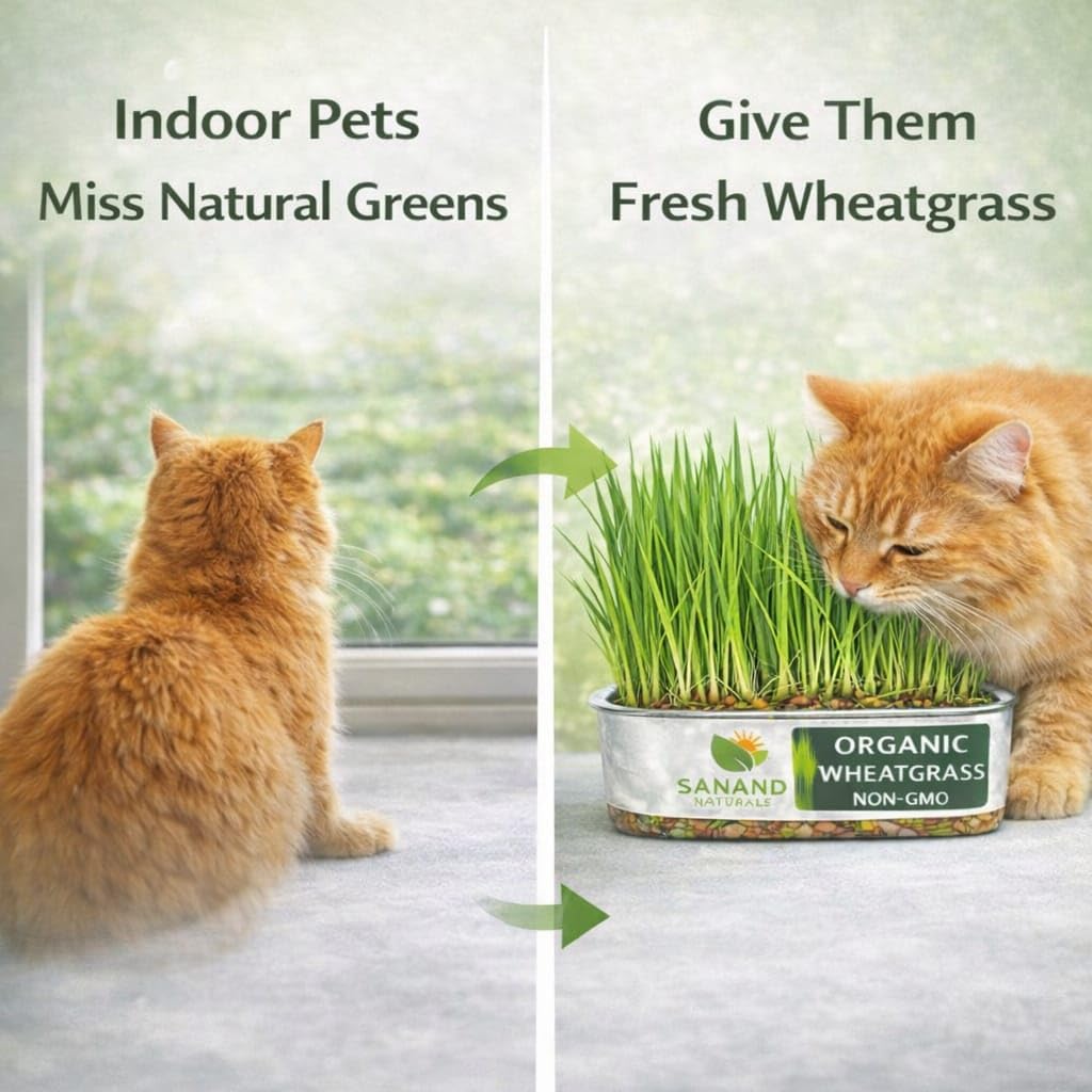 Fresh Pet Wheatgrass Tray for Cats and Dogs – Ready to Eat Cat Grass for Indoor Pets | Supports Natural Digestion & Hairball Control | Organic Non-GMO Green Treat — Amazon image 3
