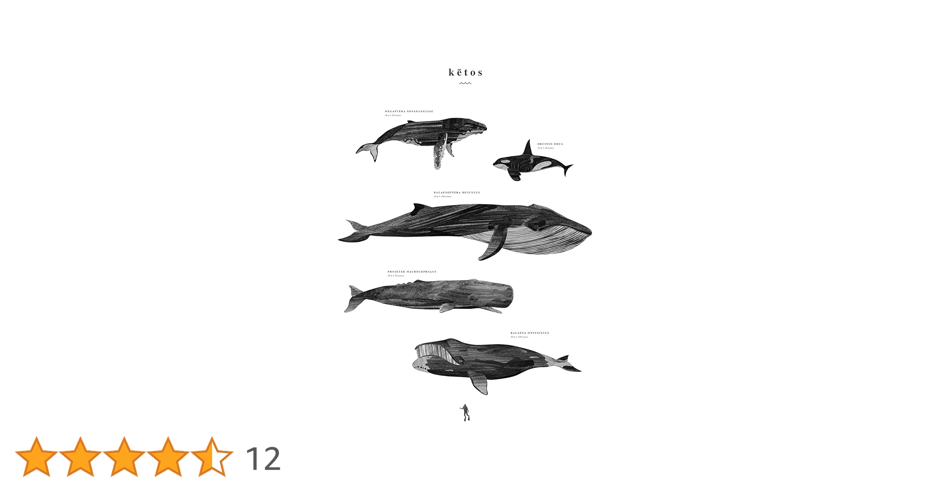 Amazon.co.jp: 【Coco Lapine Design／ココラパンデザイン