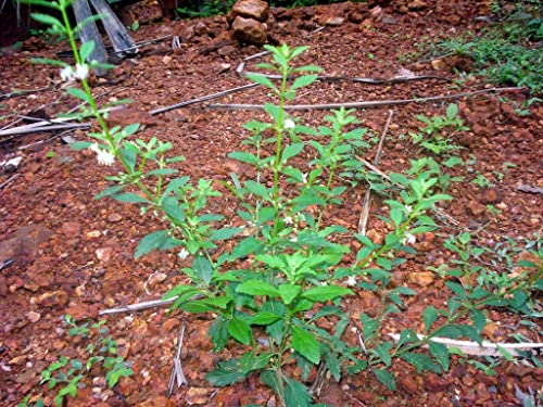 Creative Farmer Kallurukki (Scoparia Dulcis) Stone Breaker Herb Plant Healthy Live (Healthy Live Plant) 3