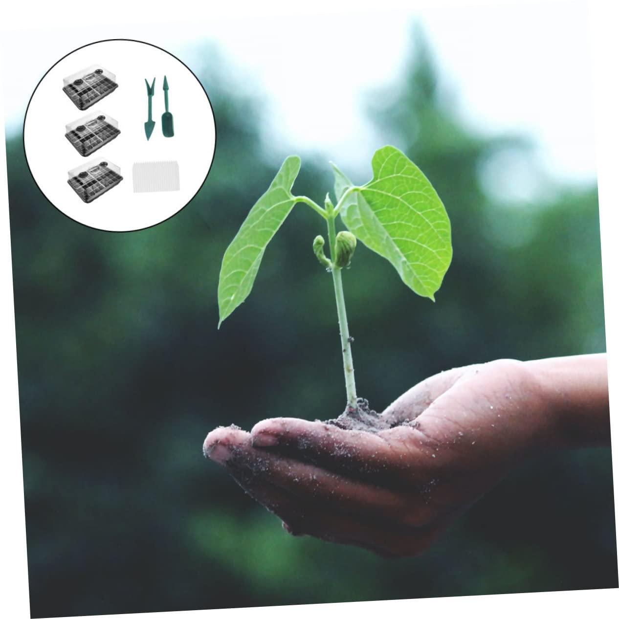 Plateau de Germination pour Plantes, Lot de 1 Set de Set, Pp, Trous