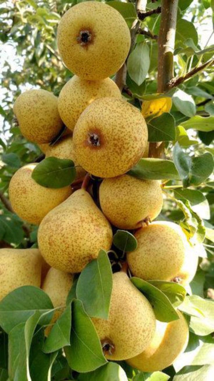 See full amazon price history chart for Pineapple Pear Live plant Indian Pear Grafted Fruit Plant For Home Gardening Indoor Outdoor Fruit Live Plants Pineapple Pear Live plant Indian Pear Grafted Fruit Plant For Home Gardening Indoor Outdoor Fruit Live Plants (B0CH9ZPGN4) Amazon Price History, Amazon Price Tracker