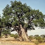 baobab comprar semillas Las de jardín son perennes resistentes, baobab, orgánicas variedades antiguas, 40pcs