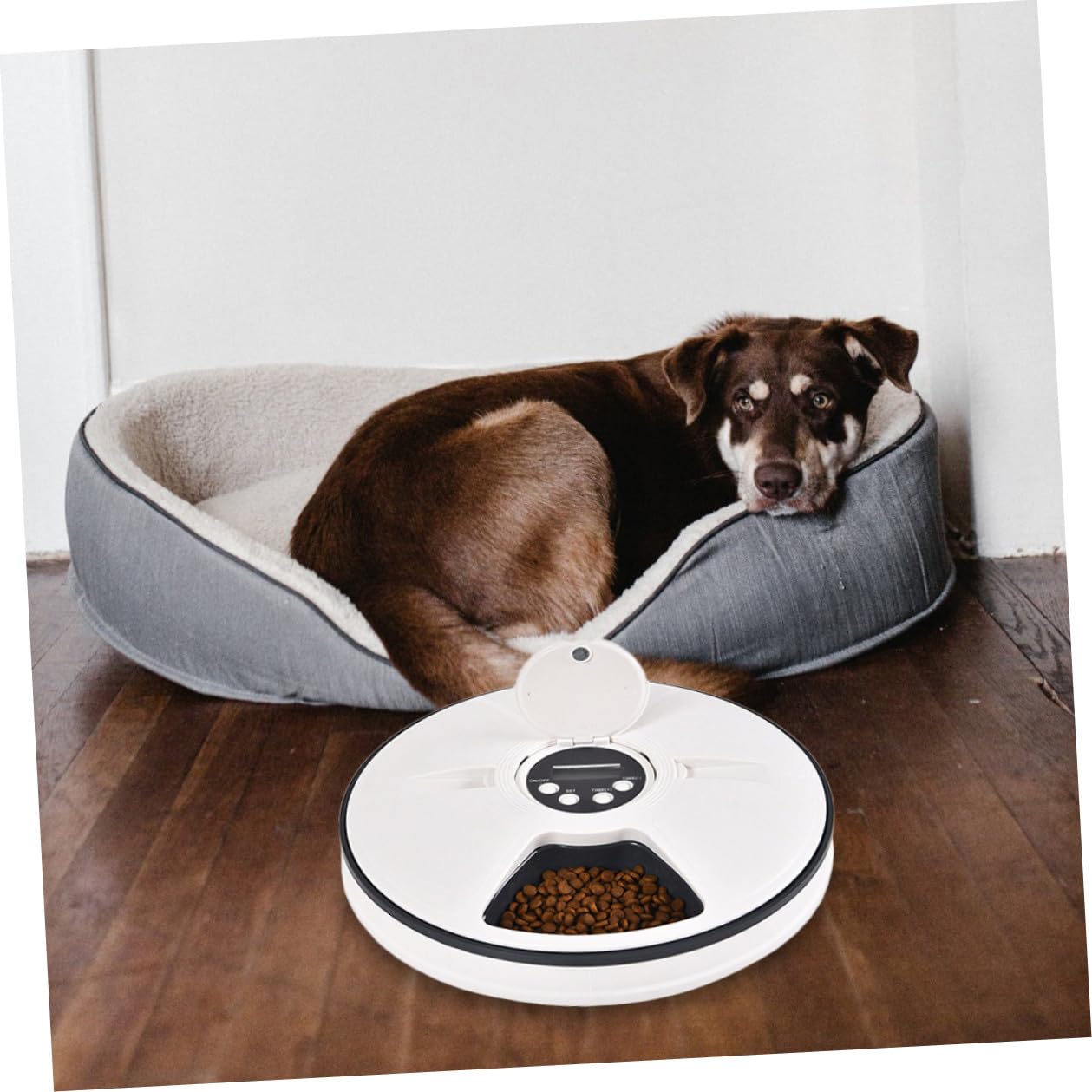 Alimentador Automático Temporizado para Mascotas de 90g Negro Abs | Dispensador de Comida para Perros, Diseño Desmontable y Almohadilla Antideslizante, para Colocar Esquina