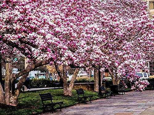 Jane Magnolia Tree - Live Plant/Shrub/Bush - 6-12" Tall Seedling - 2.5" Pot - Ships Potted #TOP6