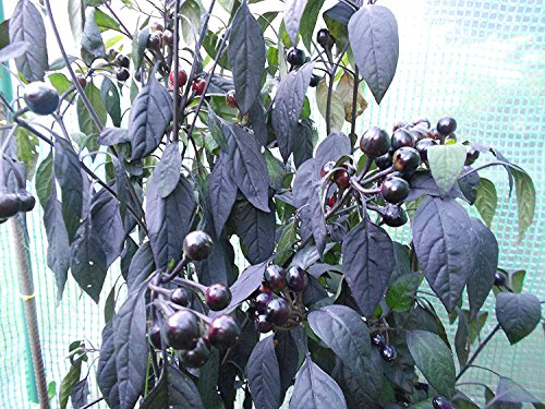 Chili Black Pearl 10 Samen -Schöne Chili mit runden Früchten-