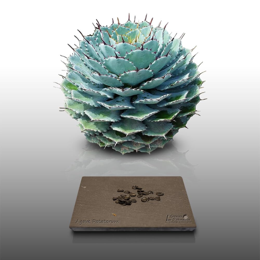 25 graines à semer - Le Grenier d'Abondance - AGAVE Potatorum - Plante Succulente